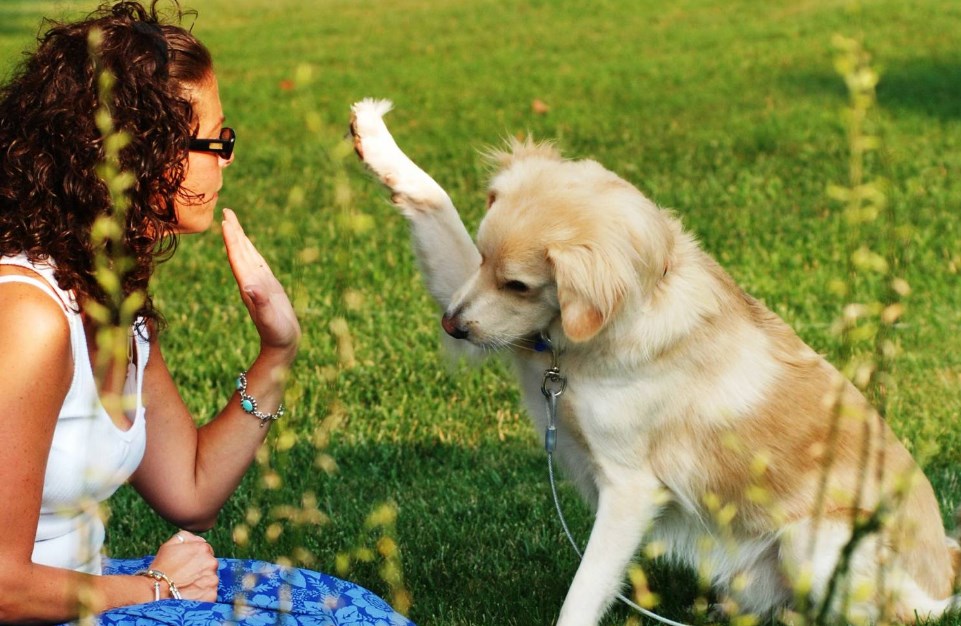 Issledovanie Lyudi Lyubyat Sobak Bolshe Chem Drugih Lyudej Argument